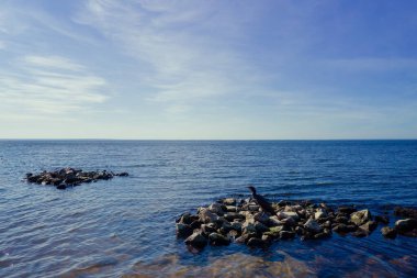 Göçmen kuş karabatak koltuğu kaya üzerinde ve Kyiv denizi üzerinde uçar