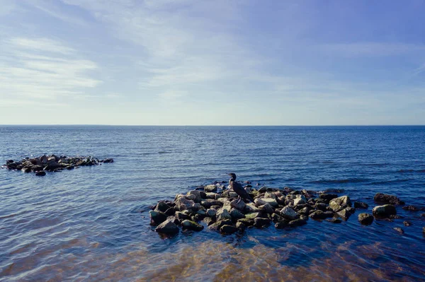 Aves migratorias Asiento de cormorán en la roca y volar mar de Kiev Imagen de stock