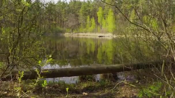 Sentiero attraverso la foresta fino ad un piccolo lago selvaggio. giornata primaverile di pesca in natura — Video Stock