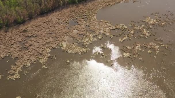 Fåglar flyger och häckar i vass. sjö på våren .birds och deras reproduktion. — Stockvideo