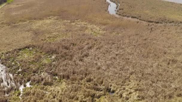 Pássaros voam e nidificam em juncos. lago na primavera .birds e sua reprodução. — Vídeo de Stock