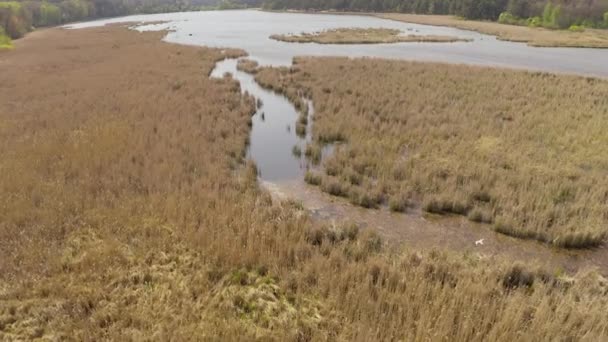 Gli uccelli volano e nidificano in canne. lago in primavera .birds e la loro riproduzione. — Video Stock