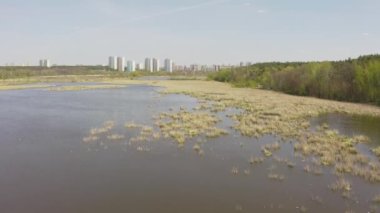Kuşlar sazlıklarda uçar ve yuva yapar. İlkbaharda göl. Kuşlar ve üremeleri..