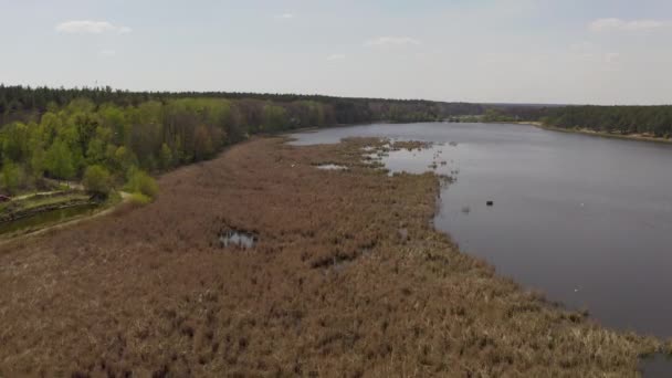 Vogels vliegen en nestelen in riet. meer in het voorjaar .vogels en hun voortplanting. — Stockvideo