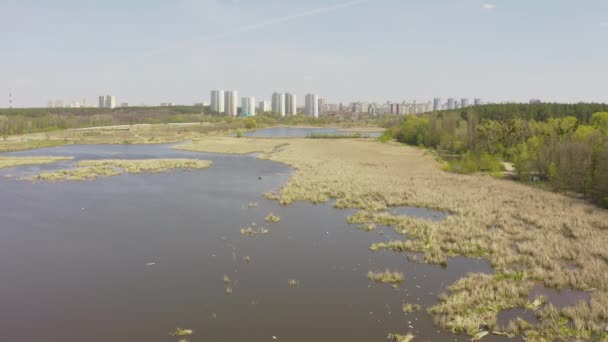 Las aves vuelan y anidan en cañas. lago en primavera .birds y su reproducción. — Vídeos de Stock