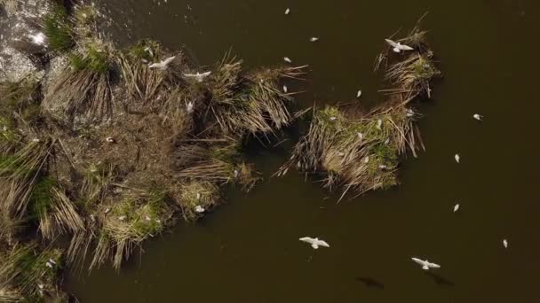 Oiseaux volent et nichent dans les roseaux. lac au printemps .birds et leur reproduction. — Video