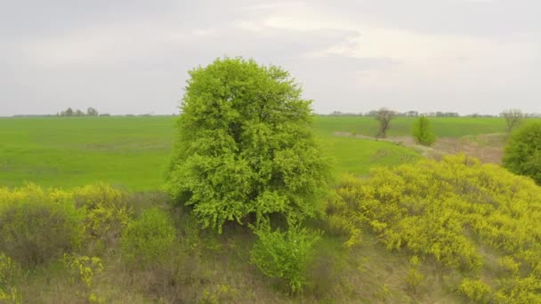 崖の上の緑の孤独な木。畑の端にある美しい木は — ストック動画