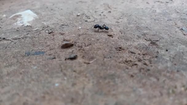 Černý Mravenec Kráčející Půdě Makro — Stock video