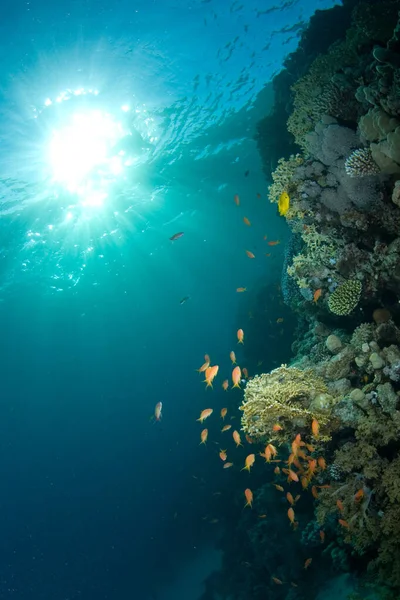 Peces Tropicales Arrecife Coral Con Rayos Solares — Foto de Stock