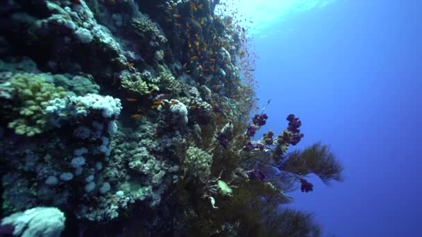 Arrecife Coral Bajo Agua Con Peces Tropicales — Vídeo de stock