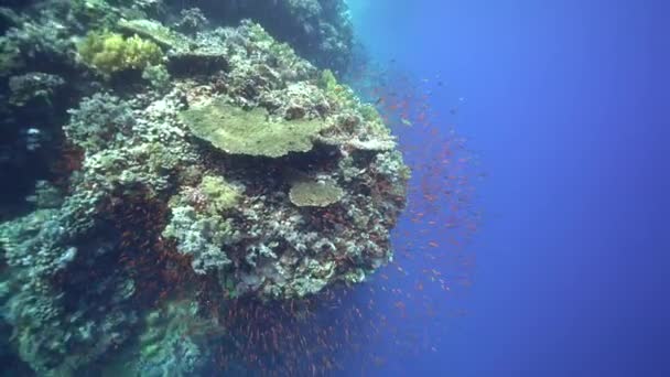 Arrecife Coral Bajo Agua Con Peces Tropicales — Vídeo de stock