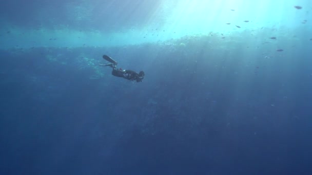 日光で紅海のサンゴ礁に沿って泳ぐスキューバダイバー — ストック動画