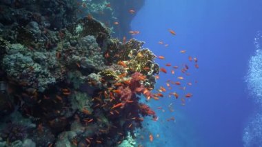 Kızıl denizdeki mercan resifinde tropikal balıklar