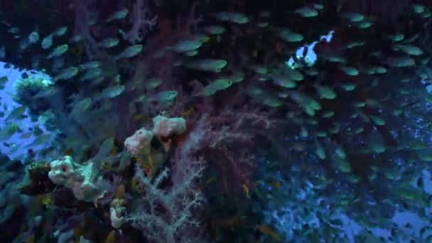Kızıl Denizdeki Mercan Resifinde Tropikal Balıklar — Stok video