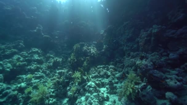 Peces Tropicales Arrecife Coral Mar Rojo — Vídeo de stock