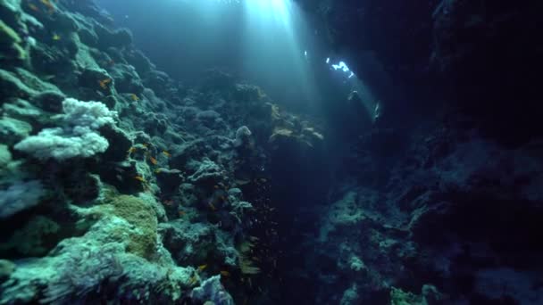 Tropické Ryby Korálovém Útesu Červeném Moři — Stock video