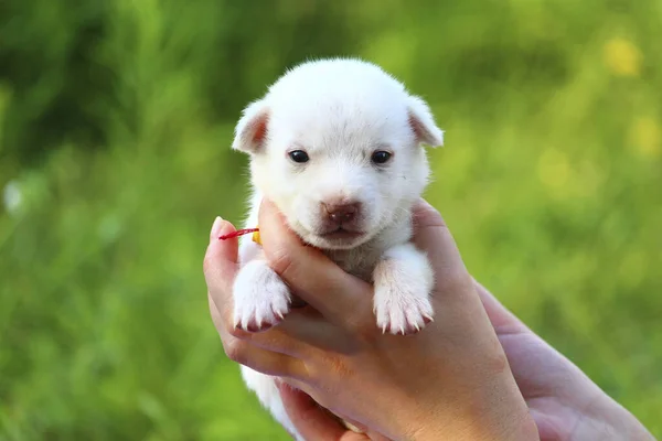 Beyaz Köpek Yavrusu Yeşil Doğanın Bulanık Arka Planında Kadınların Elinde — Stok fotoğraf