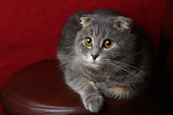 안락의자에 스코틀랜드 접이식귀여운 고양이 — 스톡 사진