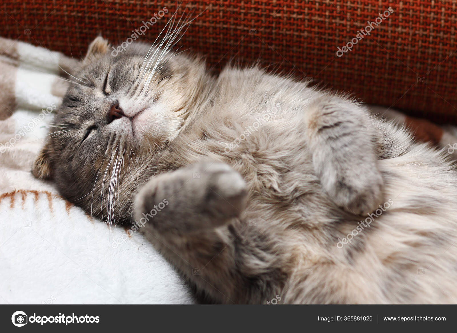 Cat Sleeping Its Back Breed Scottish Fold Funny Background Cheers Stock Photo By C Luckyuran 365881020