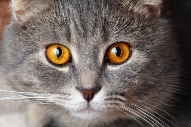 Gri renkli güzel ve zeki İskoç kedisi, şık bir cins. Gözlerinin içine bak.