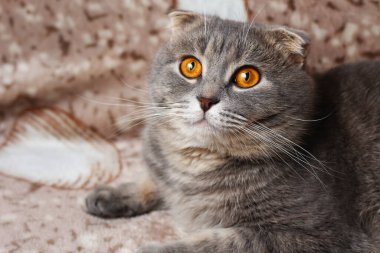 Gri İskoç kedisi kanepede dinleniyor.