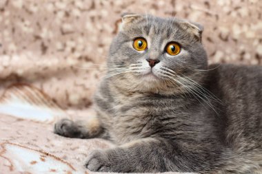 Gri İskoç kedisi kanepede dinleniyor.