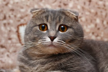 Gri İskoç kedisi kanepede dinleniyor.