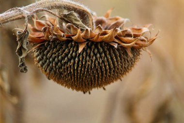 Hasat sırasında kurumuş ayçiçeği, ayçiçeği yağı üretimi için çeşitlilik, tonlama