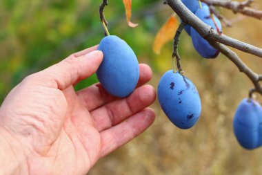 Çiftçinin erkek eli bir ağaçtan erik koparır, arka plan, tonlama