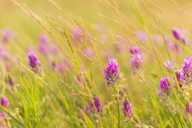 Tarlada yaz çiçekleri bulanık arka planda