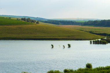 Tepedeki yeşil tarlalar.