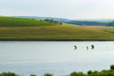 Tepedeki yeşil tarlalar.