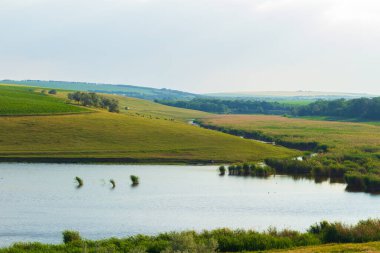 Tepedeki yeşil tarlalar.