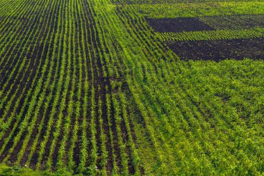 Verimli toprakları olan siyah bir tarlada mısır tohumları.