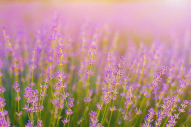 Bulanık arka planda güzel ve narin lavanta çiçekleri.