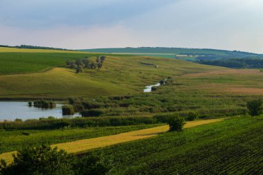 Tepedeki yeşil tarlalar.