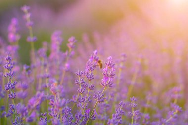 Bulanık arka planda güzel ve narin lavanta çiçekleri.