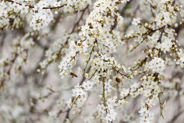 Садовые Деревья Цветут Ранней Весной — стоковое фото