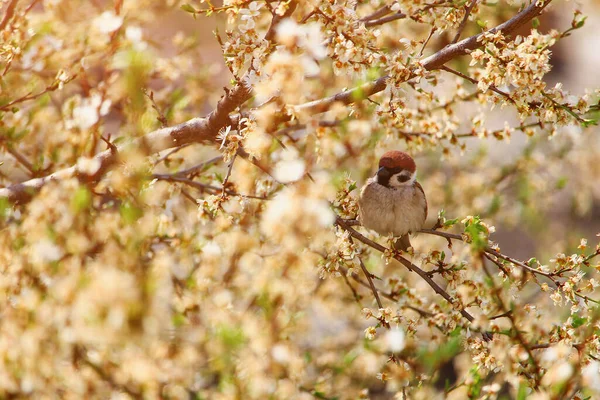 麻雀在开花的树上 有文字 色调的地方 — 图库照片