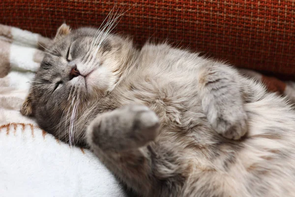 Kedi sırtüstü uyuyor. Bu cins İskoç sürüsü. Komik bir geçmişi var, neşelen ve gülümse.