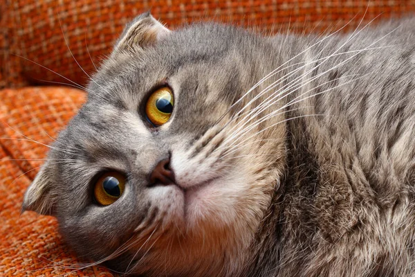 Hermoso Gato Pliegue Escocés Color Gris Raza Moda Cara Sorprendida —  Fotos de Stock