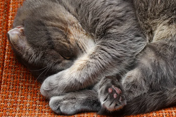 Beautiful Scottish Fold Cat Gray Color Fashionable Breed Спит Прикрывая — стоковое фото