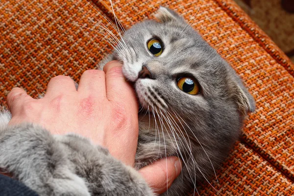 漂亮的苏格兰折叠猫 灰颜色 时髦的品种 嬉笑地咬着一个男人的胳膊 搂着他的爪子 — 图库照片
