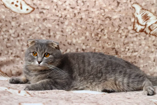Gray scottish fold cat cat resting on a sofa