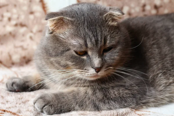 Chat Gris Écossais Reposant Sur Canapé — Photo