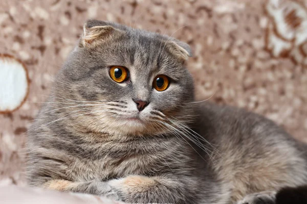 Gato Prega Escocês Cinza Que Descansa Sofá — Fotografia de Stock