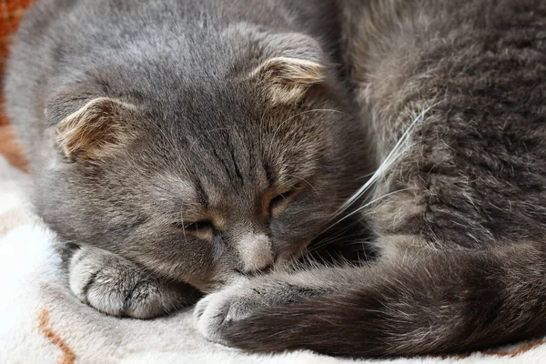 Scottish Fold Γάτα Στηρίζεται Στο Κρεβάτι Φόντο — Φωτογραφία Αρχείου