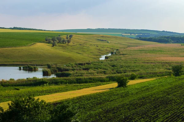 Groene Akkers Landbouwgrond Een Heuvelachtig Terrein — Stockfoto