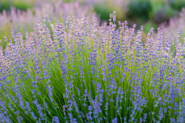 Mooie Delicate Lavendel Bloemen Een Wazige Achtergrond — Stockfoto