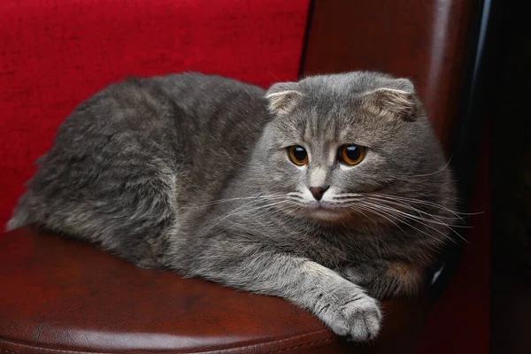 一只长着一双大眼睛的漂亮可爱的苏格兰小猫咪躺在深红色背景的棕色皮椅上 — 图库照片